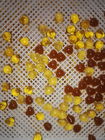 De Plastic Drogende Dienbladen van de voedselrang voor het Drogen Paintball/Softgel/Capsule met certificaat